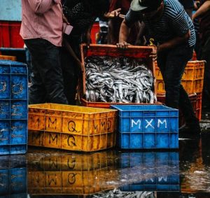 Fishermen dumping fish into a large plastic box