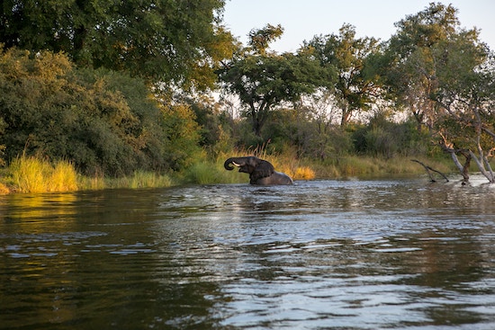 Elephant playing in water