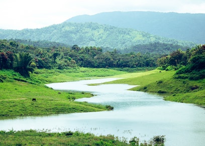 water within green landscape with cattle roaming