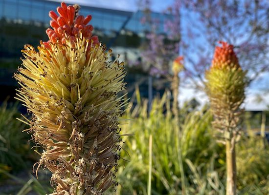 close up of flowers with office building in background